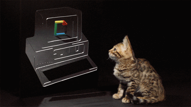 Cat interested in computer animated gif
